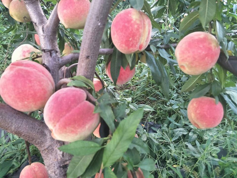 桃苗施肥對土壤的氮養快速測試